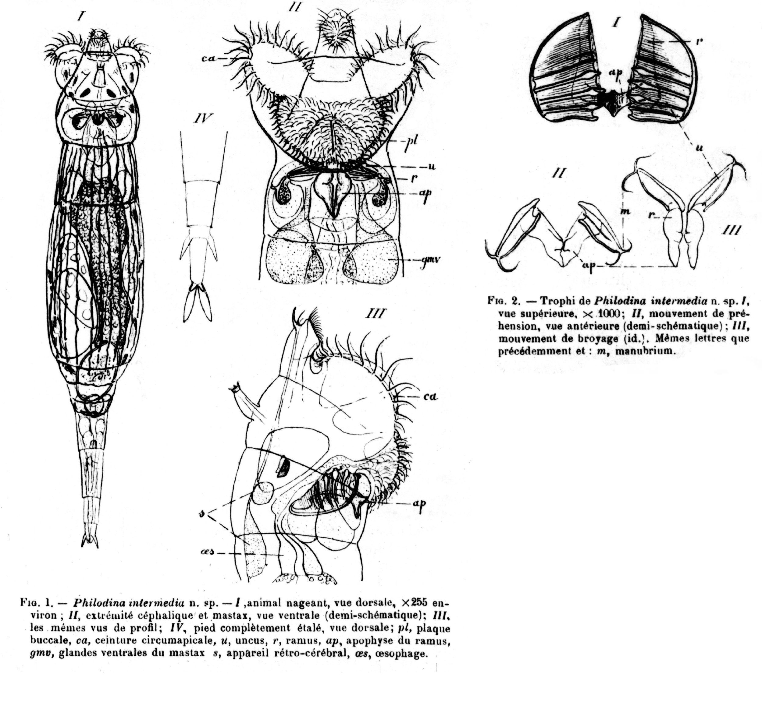 Image of Abrochtha intermedia (de Beauchamp 1909)
