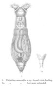 Image of Philodina nemoralis Bryce 1903