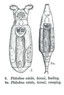 Слика од Philodina nitida Milne 1916