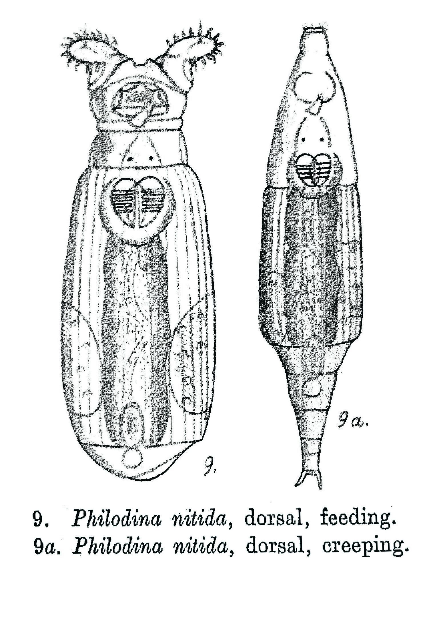 Слика од Philodina nitida Milne 1916