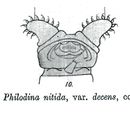 Слика од Philodina nitida decens Milne 1916