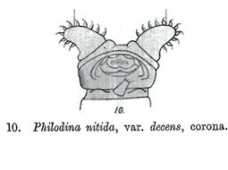 Слика од Philodina nitida Milne 1916