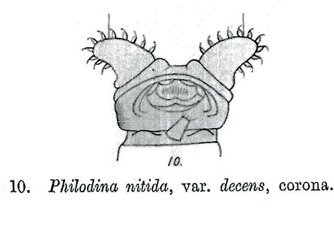 Слика од Philodina nitida decens Milne 1916