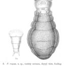 Image of Philodina rugosa coriacea Bryce 1903