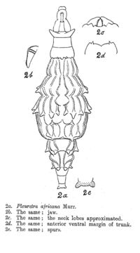 Image of Pleuretra africana Murray 1911