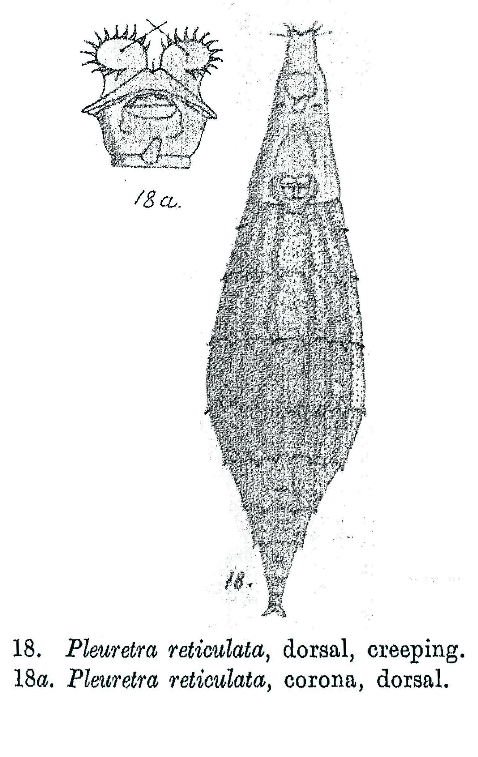 Image of Pleuretra reticulata Milne 1916