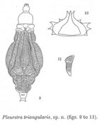 Image of Pleuretra triangularis Murray 1913