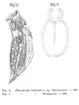 Image of <i>Encentrum bidentatum</i>