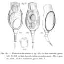 Слика од Proales minima (Montet 1915)