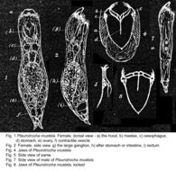 Image of Encentrum mustela (Milne 1885)