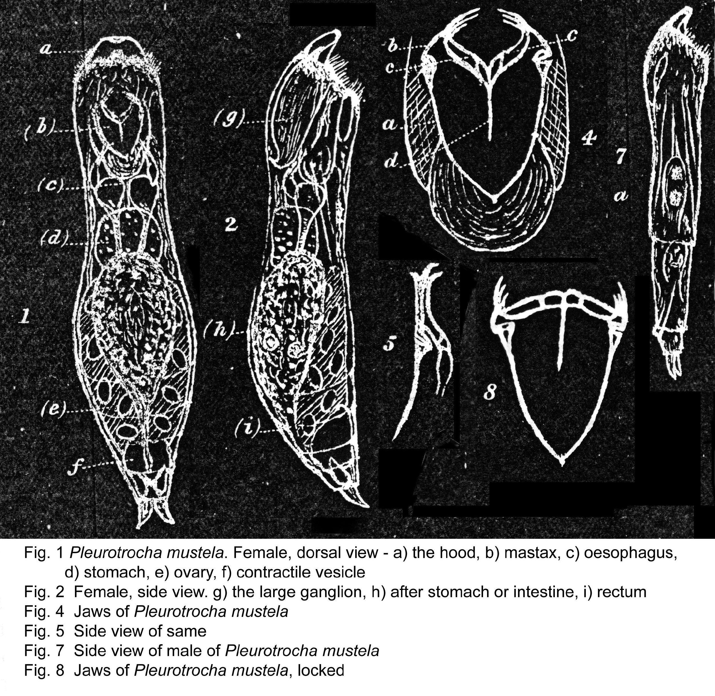 Image of Encentrum mustela (Milne 1885)