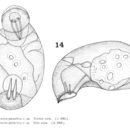Image of Cephalodella parasitica (Jennings 1900)