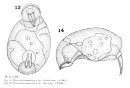 Image of Cephalodella parasitica (Jennings 1900)