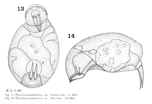 Image de Cephalodella parasitica (Jennings 1900)