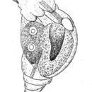 Image of Pleurotrocha sigmoidea Skorikov 1896