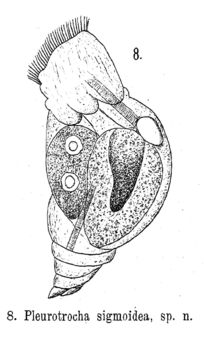 Image of Pleurotrocha sigmoidea Skorikov 1896