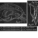 Image of Ploesoma lenticulare Herrick 1885