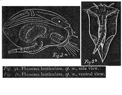 Image of Ploesoma lenticulare Herrick 1885