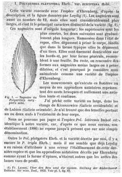 Image of Polyarthra euryptera Wierzejski 1891