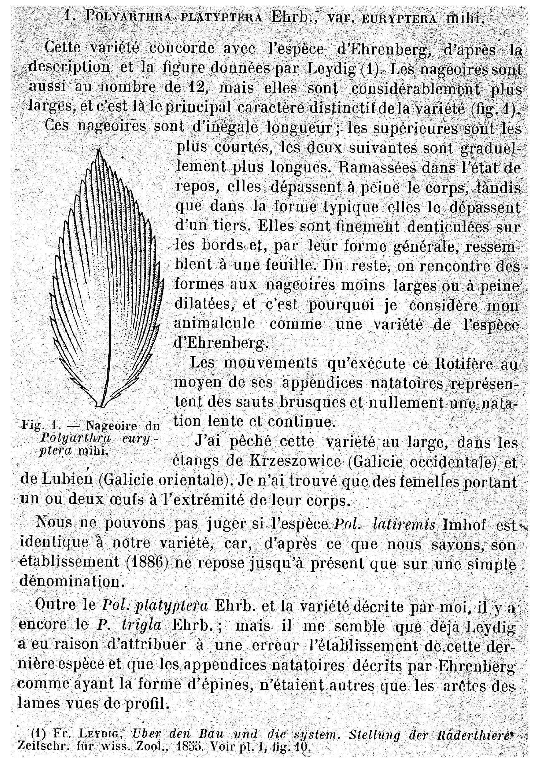 Image of Polyarthra euryptera Wierzejski 1891