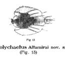 Image of Macrochaetus altamirai (Arévalo 1918)