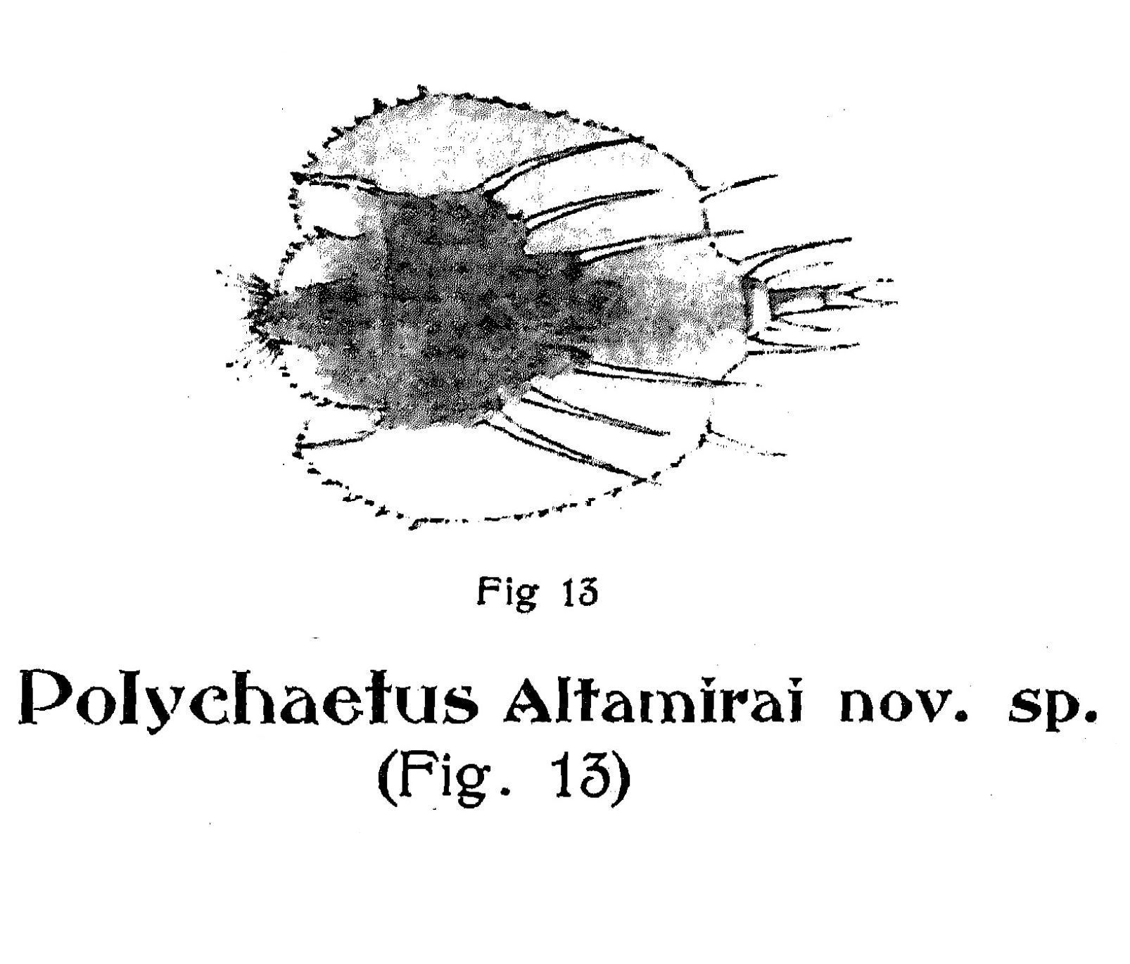 Image of Macrochaetus altamirai (Arévalo 1918)
