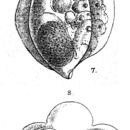 Image of Pompholyx sulcata Hudson 1885