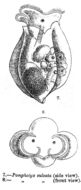 Слика од Pompholyx sulcata Hudson 1885