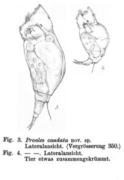 Image of <i>Dorystoma caudata</i>