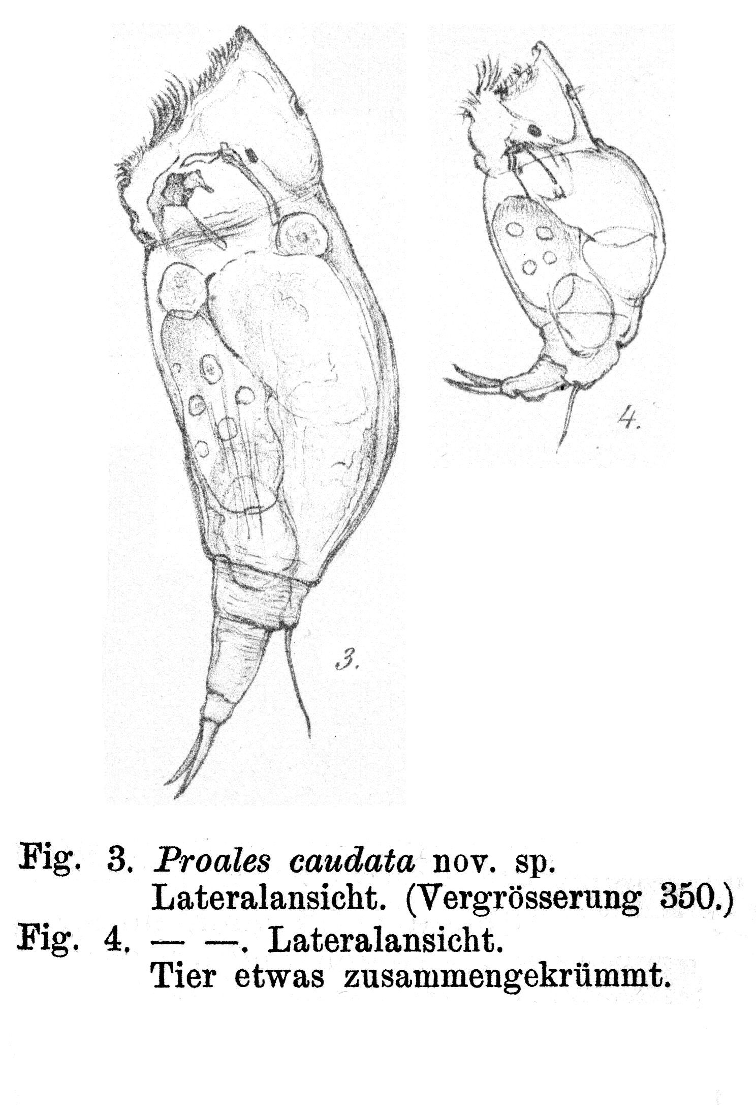 Image of Dorystoma