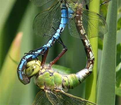 Image of Blue Emperor