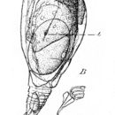 Image de Proales similis de Beauchamp 1907