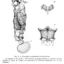 Image of Proalides tentaculatus de Beauchamp 1907