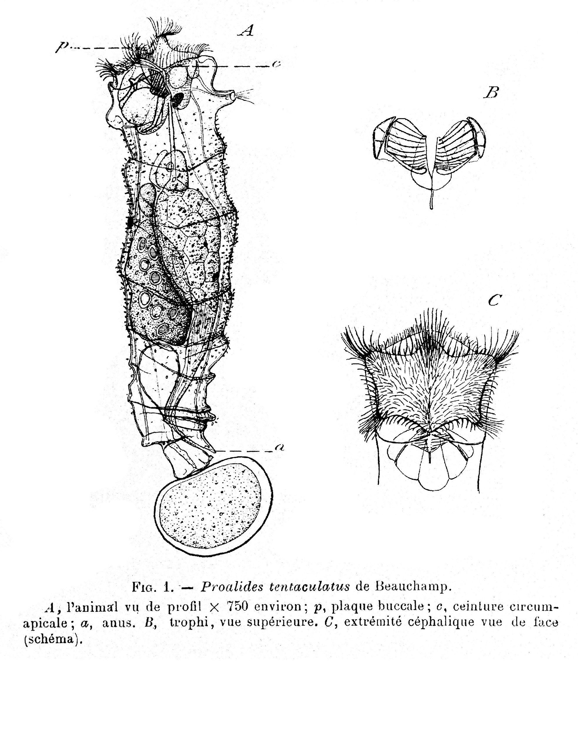 Image of Proalides tentaculatus de Beauchamp 1907
