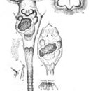 Imagem de Ptygura rotifer (Stenroos 1898)