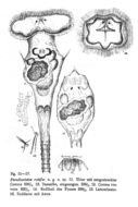 Imagem de Ptygura rotifer (Stenroos 1898)