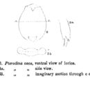 Imagem de Testudinella caeca (Parsons 1892)