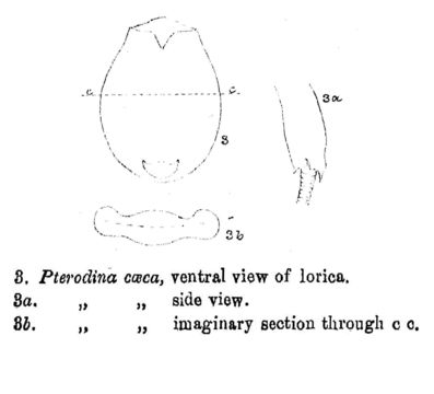 Слика од Testudinella caeca (Parsons 1892)