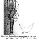Image of Testudinella emarginula (Stenroos 1898)