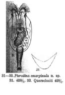 Image of Testudinella emarginula (Stenroos 1898)