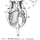 Imagem de Testudinella incisa (Ternetz 1892)