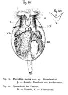 Image of Testudinella incisa (Ternetz 1892)