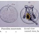 Imagem de Testudinella mucronata (Gosse 1886)