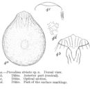 Слика од Testudinella striata (Murray 1913)