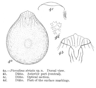 Image de Testudinella striata (Murray 1913)