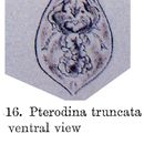 Imagem de Testudinella truncata (Gosse 1886)