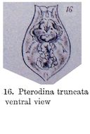 Imagem de Testudinella truncata (Gosse 1886)