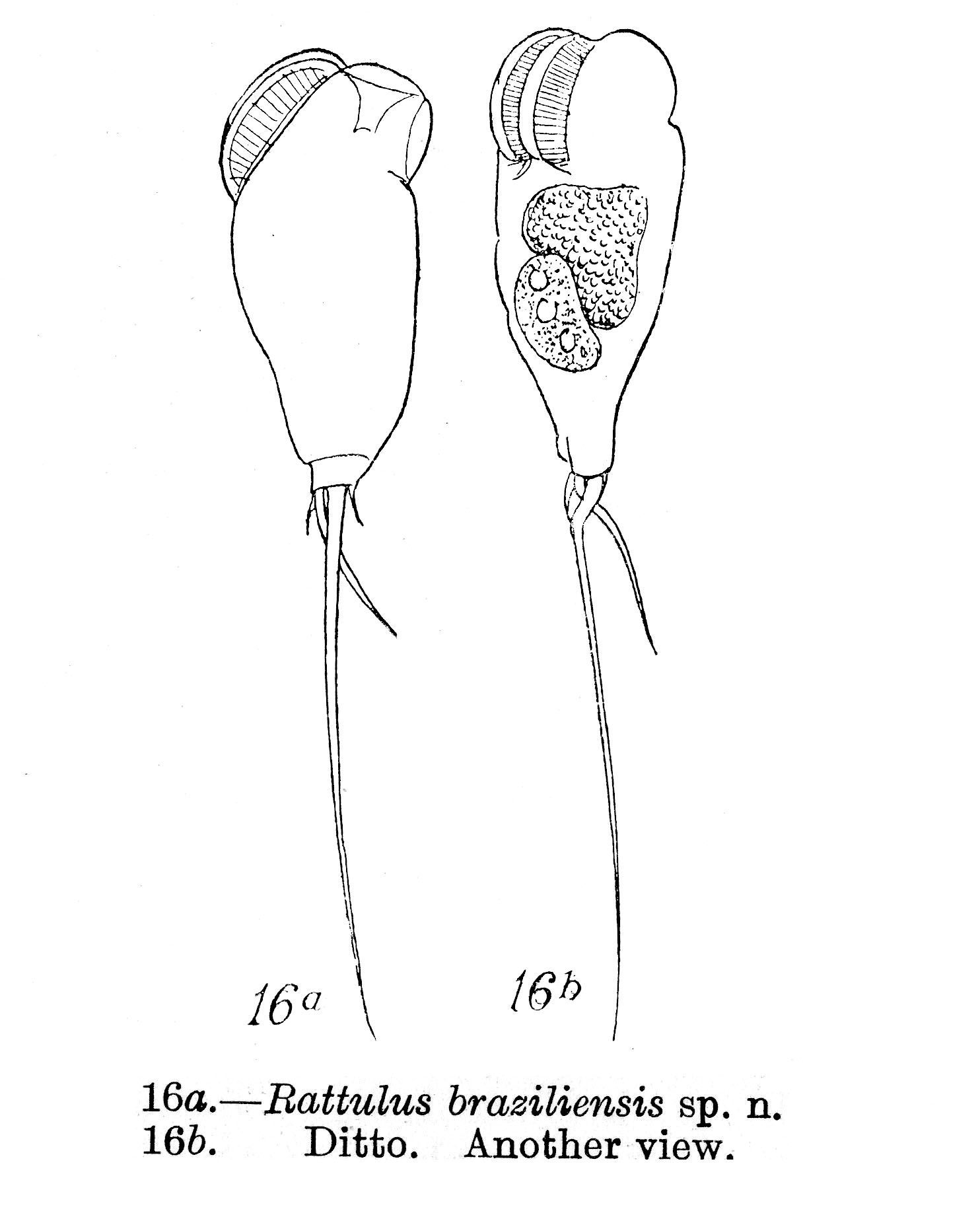 Image of Trichocerca braziliensis (Murray 1913)