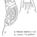 Image de <i>Trichocerca caspica</i>