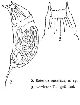 Слика од <i>Trichocerca caspica</i>